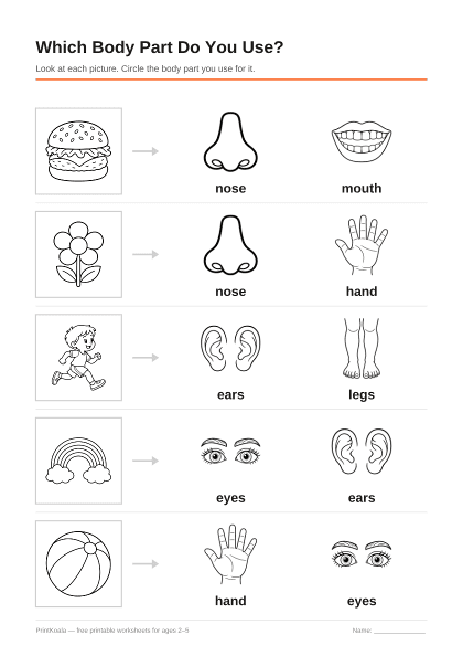Preview of the Which Body Part Do You Use? printable worksheet