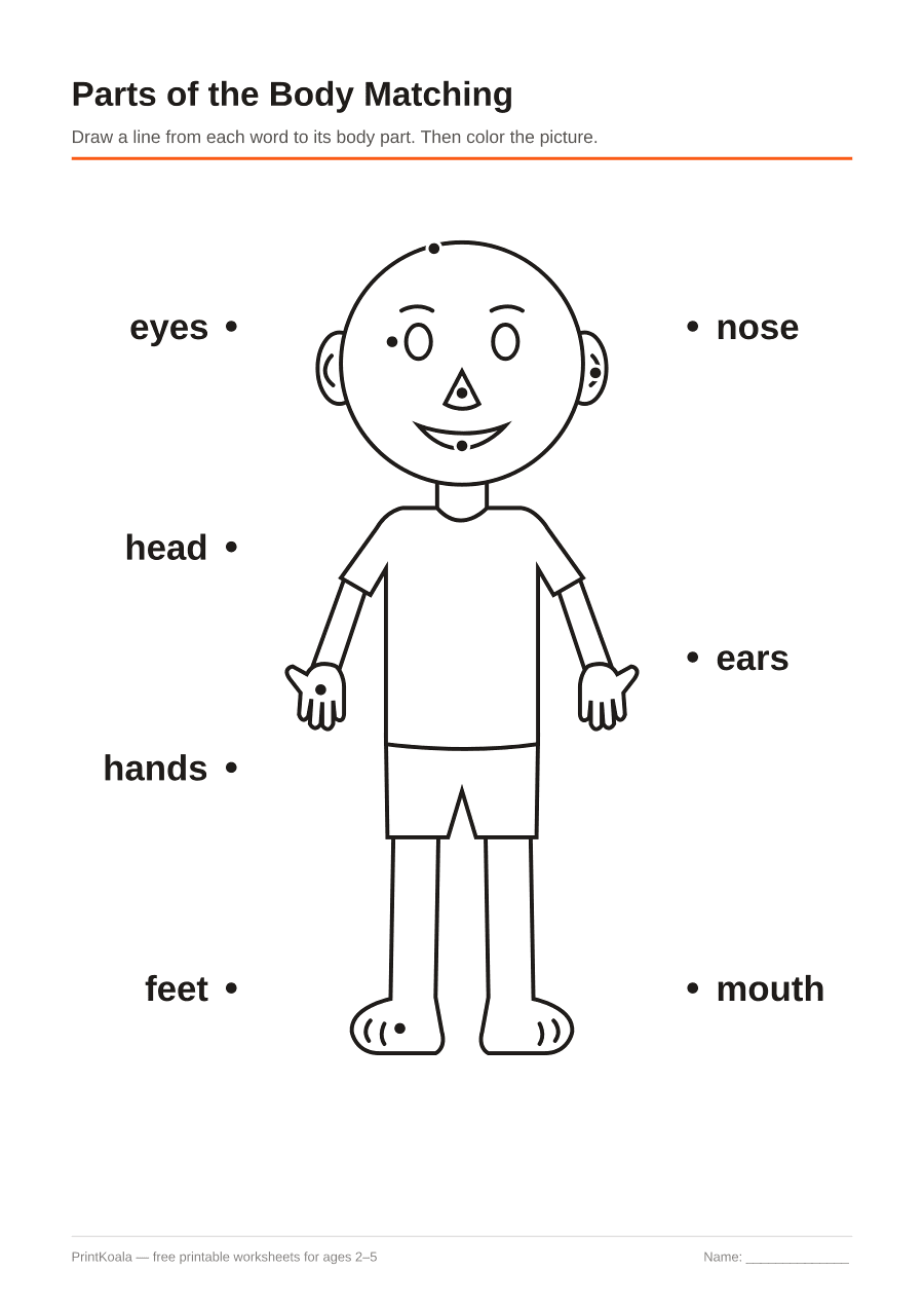 Full preview of the Parts of the Body Matching worksheet