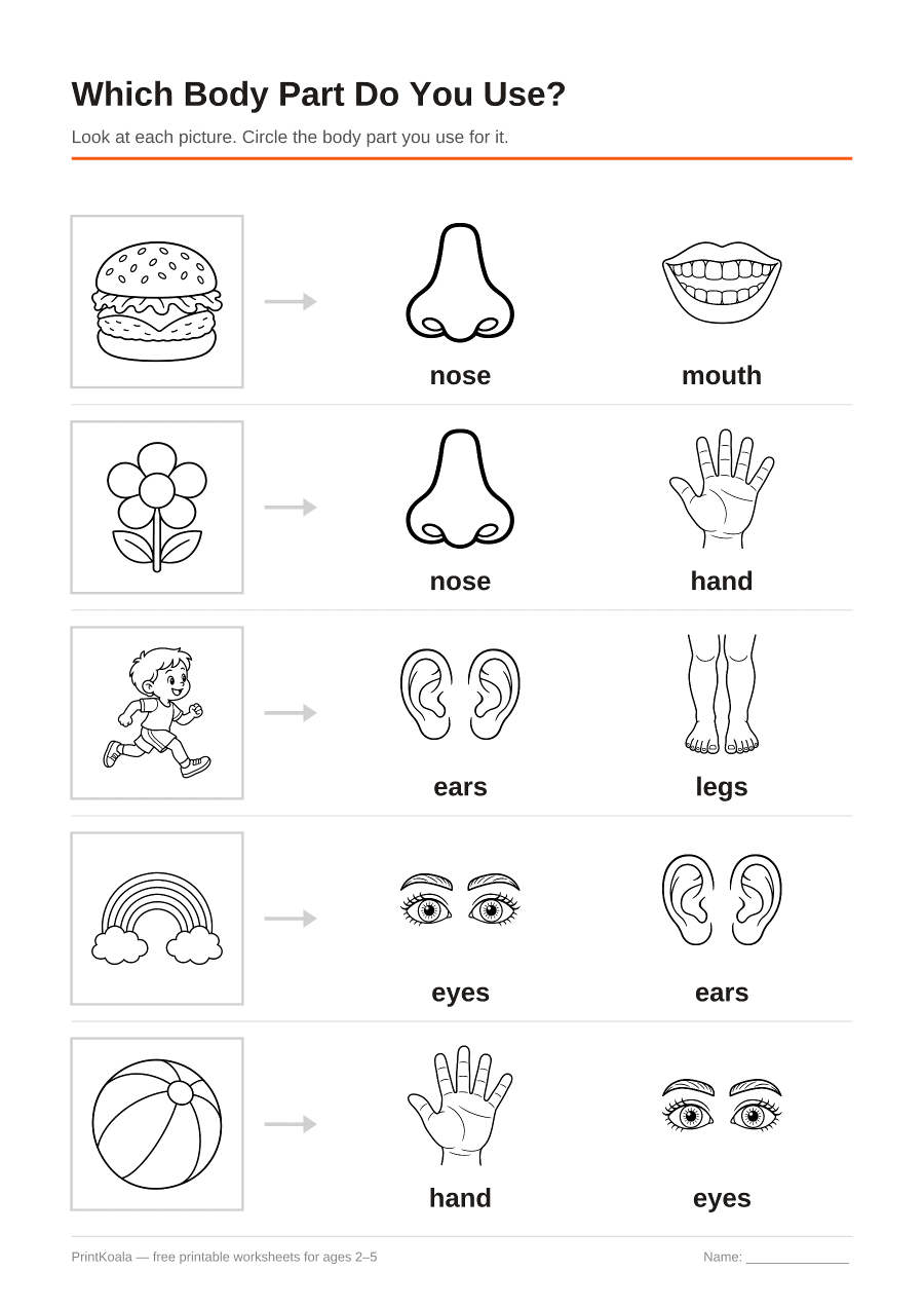 Full preview of the Which Body Part Do You Use? worksheet